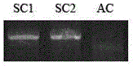 Rapamycin structural analogue and preparation method thereof