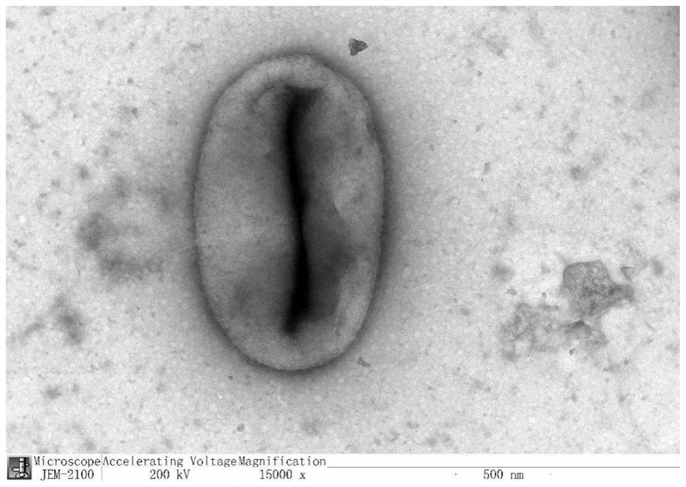 Chthonobacter rhizosphere and separation method and application thereof