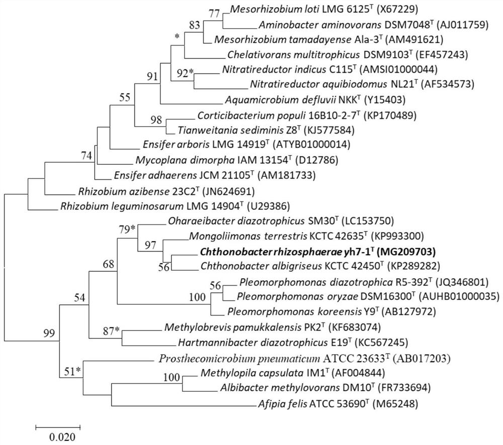 Chthonobacter rhizosphere and separation method and application thereof