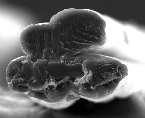 Method for preparing collagen fiber through wet spinning