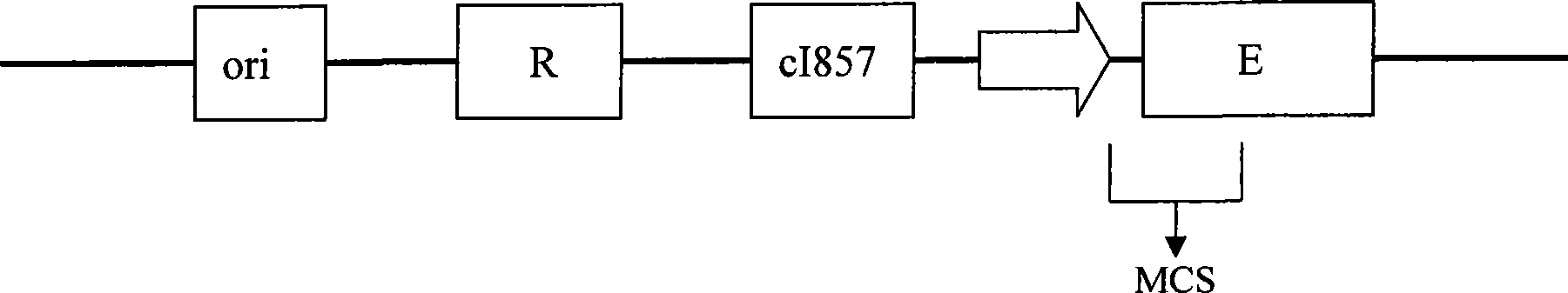 Design and construction method of high efficiency temperature controlled positive screening cloning carrier