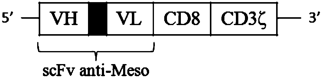 Antibody-regulated double-antigen-specific T cells, preparation method and application thereof