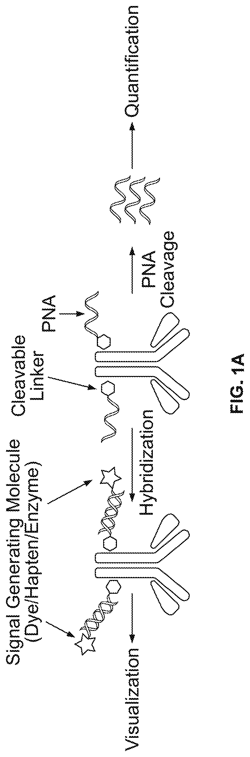 Peptide nucleic acid conjugates