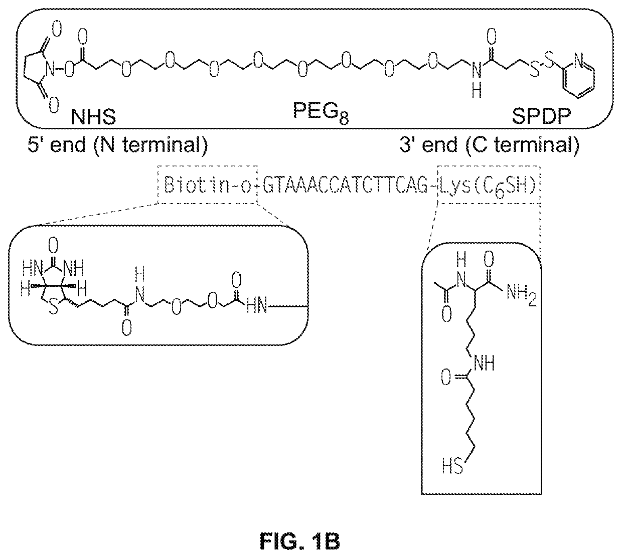 Peptide nucleic acid conjugates