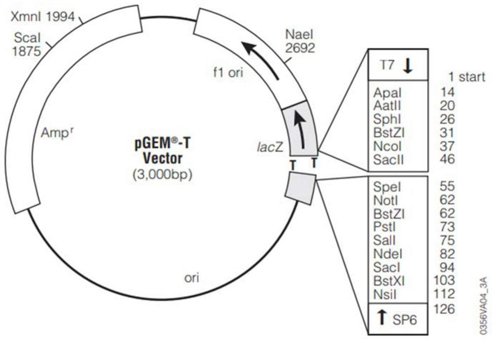 Preparation method of tomato spotted wilt virus nucleic acid standard substance