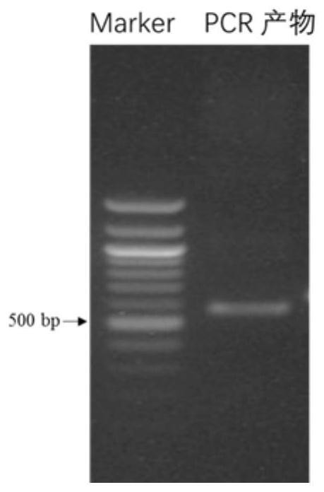 Preparation method of tomato spotted wilt virus nucleic acid standard substance