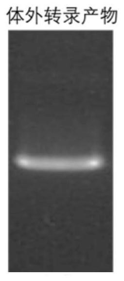 Preparation method of tomato spotted wilt virus nucleic acid standard substance