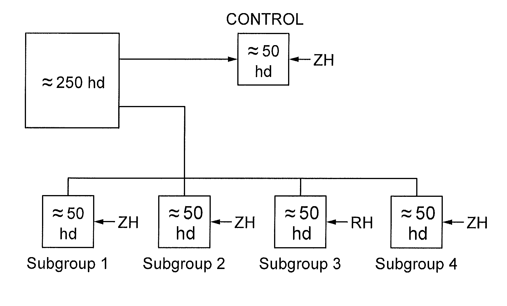 Sorting System for Cattle