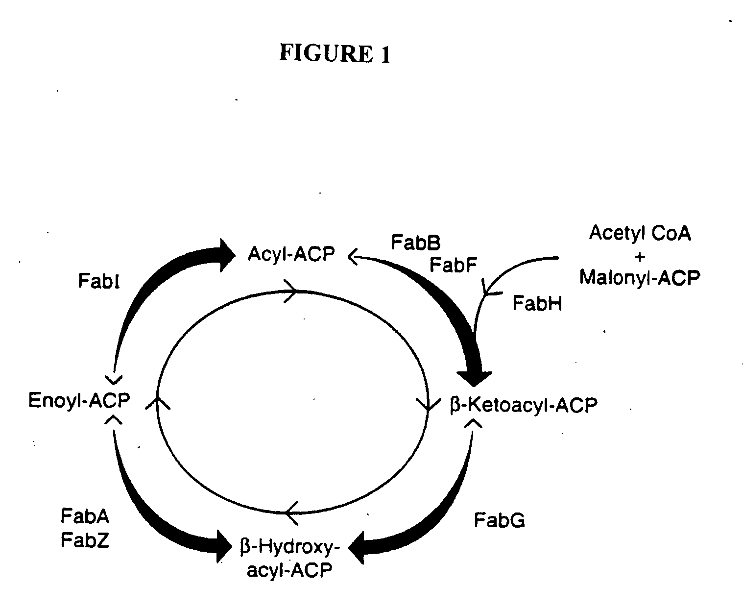 Methods of using Fab I and compounds modulating Fab I activity