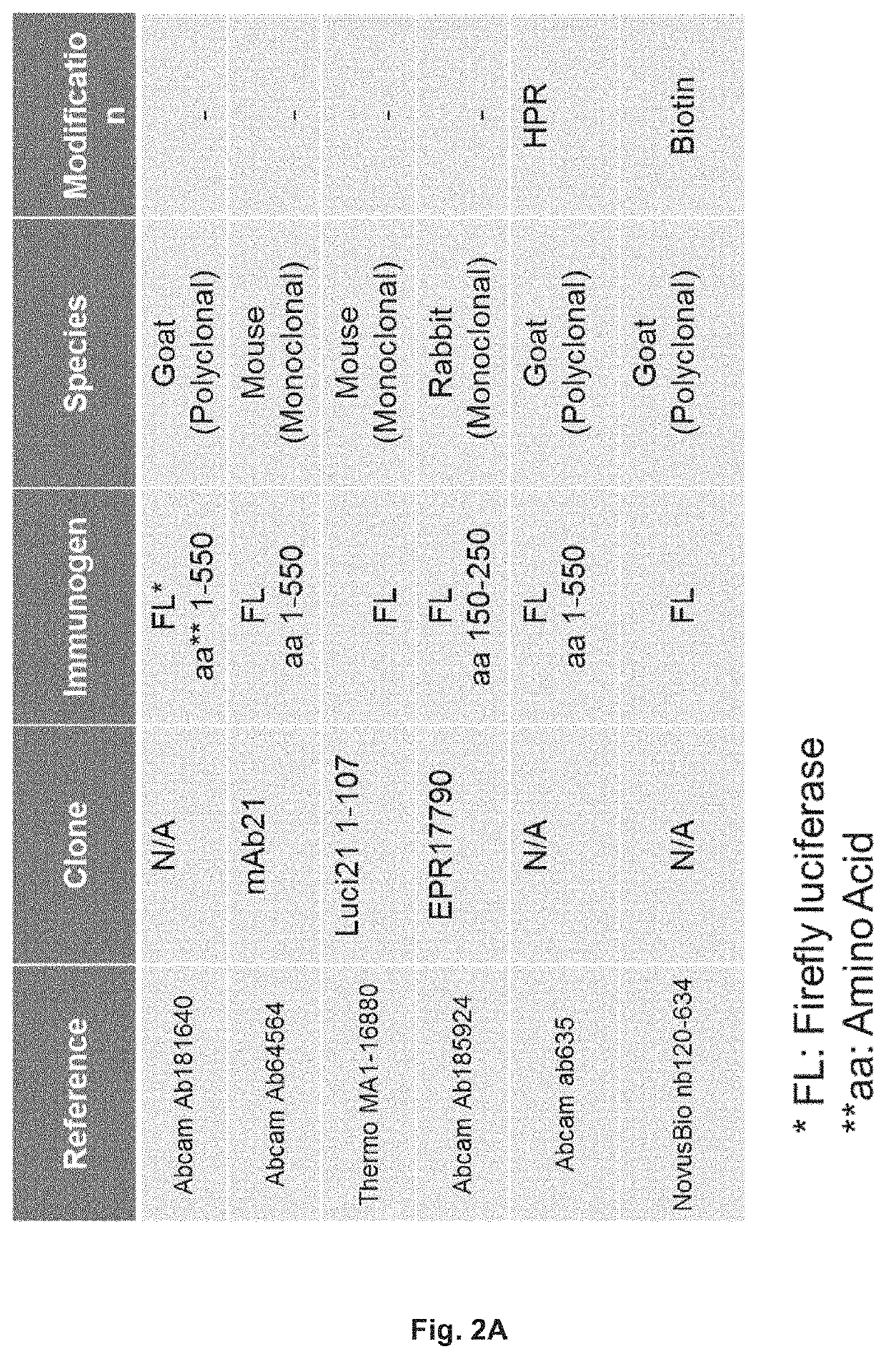 System for the adaptation of cell-based assays for analysis on automated immuno-assay platforms