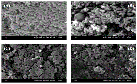 VBNC biphenyl degrading bacterium isolation and screening method and application