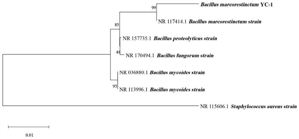 Bacillus martensii and application thereof