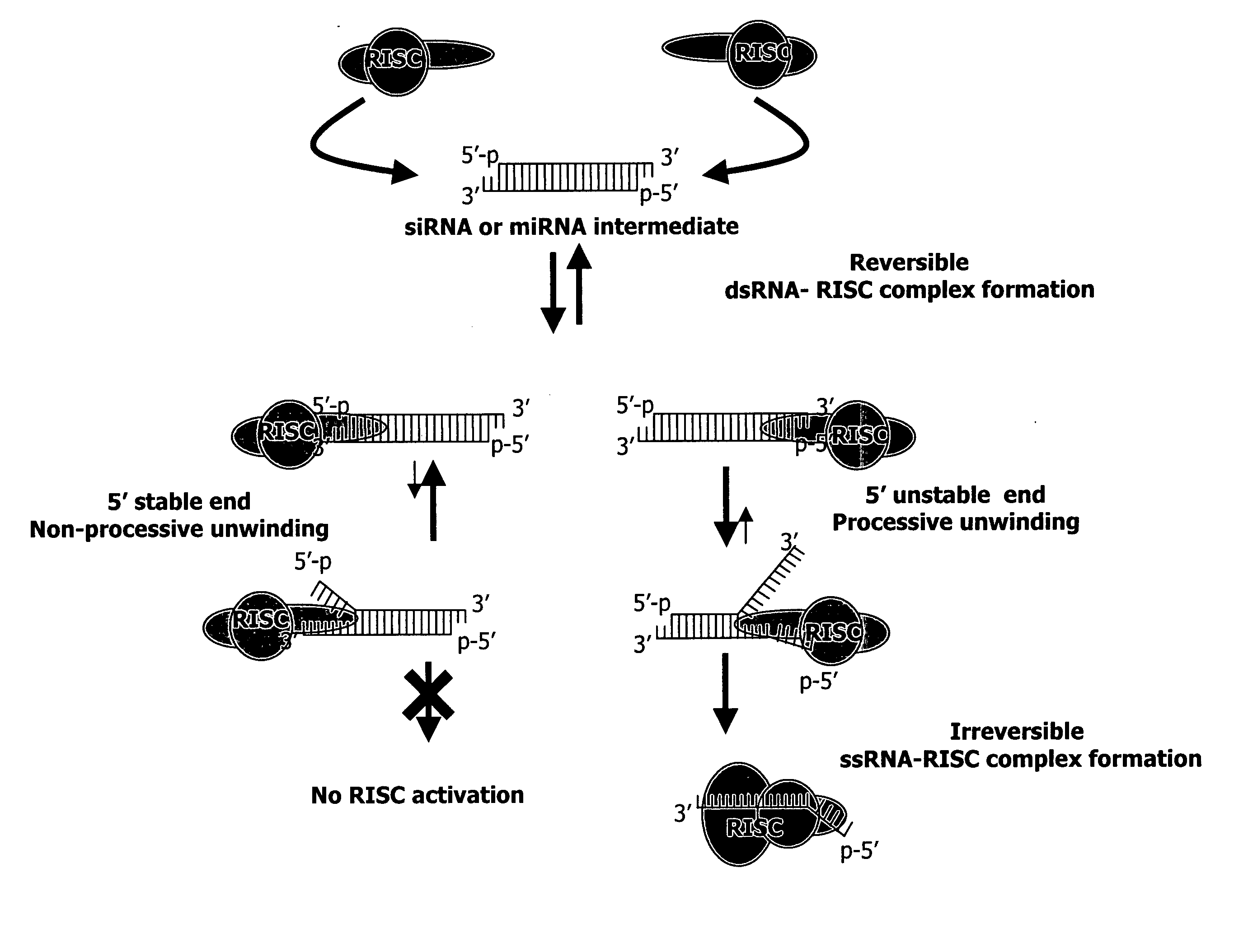 Methods and compositions for selecting siRNA of improved functionality