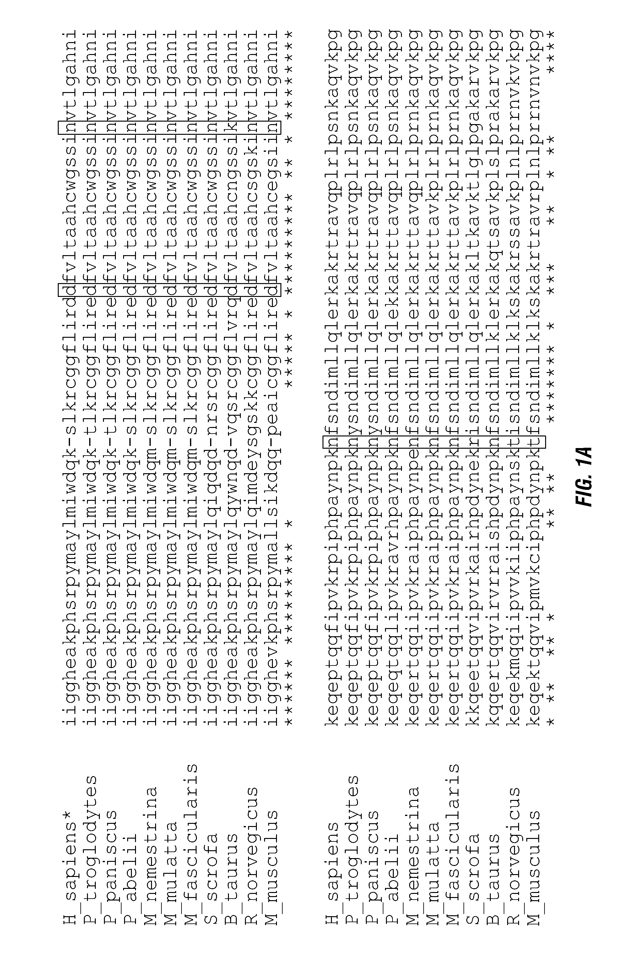 Serine protease molecules and therapies