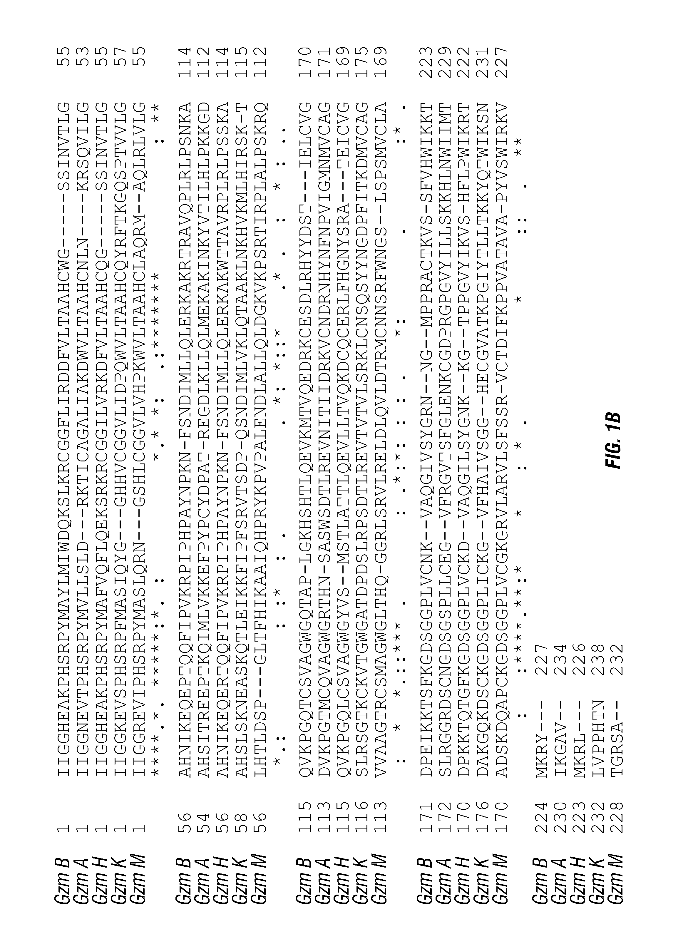 Serine protease molecules and therapies