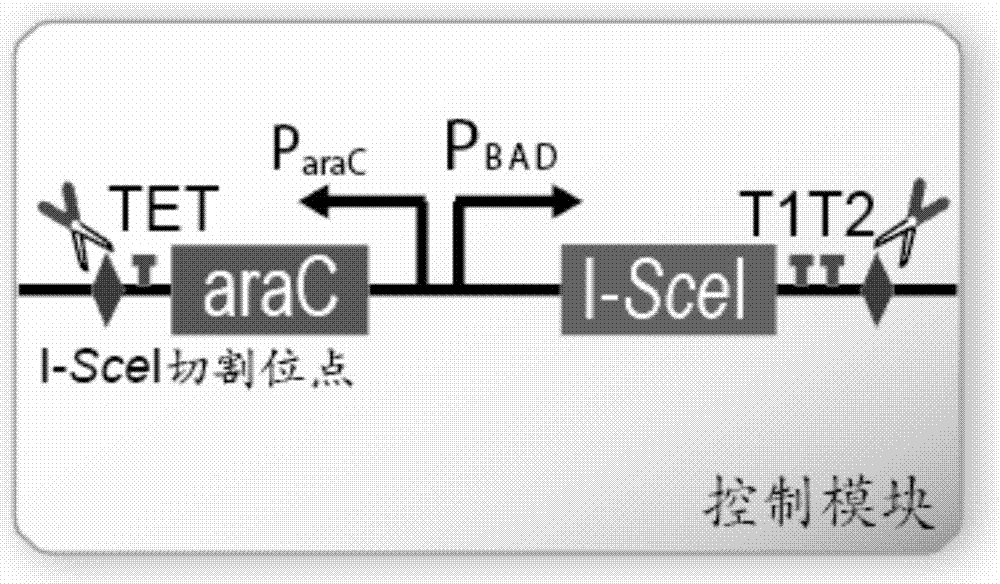 Controllable vector elimination method as well as easy-to-use CRISPR-Cas9 tool