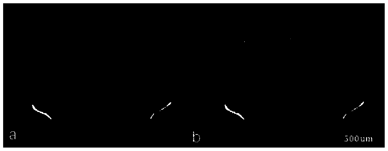 Continuous brain slice image three-dimensional registration method based on shape constraint