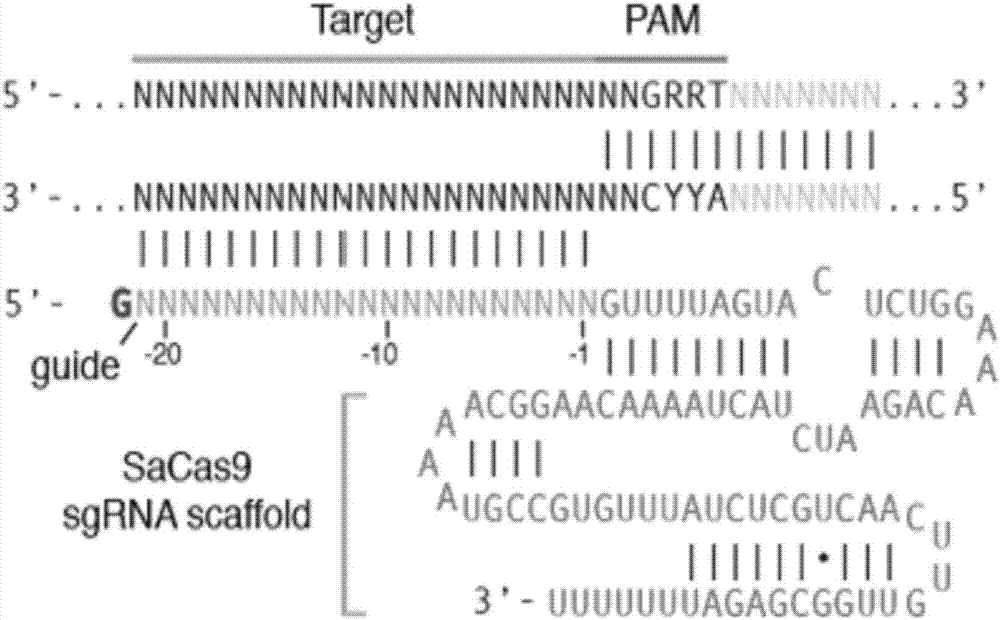 rAAV8-CRISPR-SaCas9 system and application of system in preparing hepatitis B therapeutics