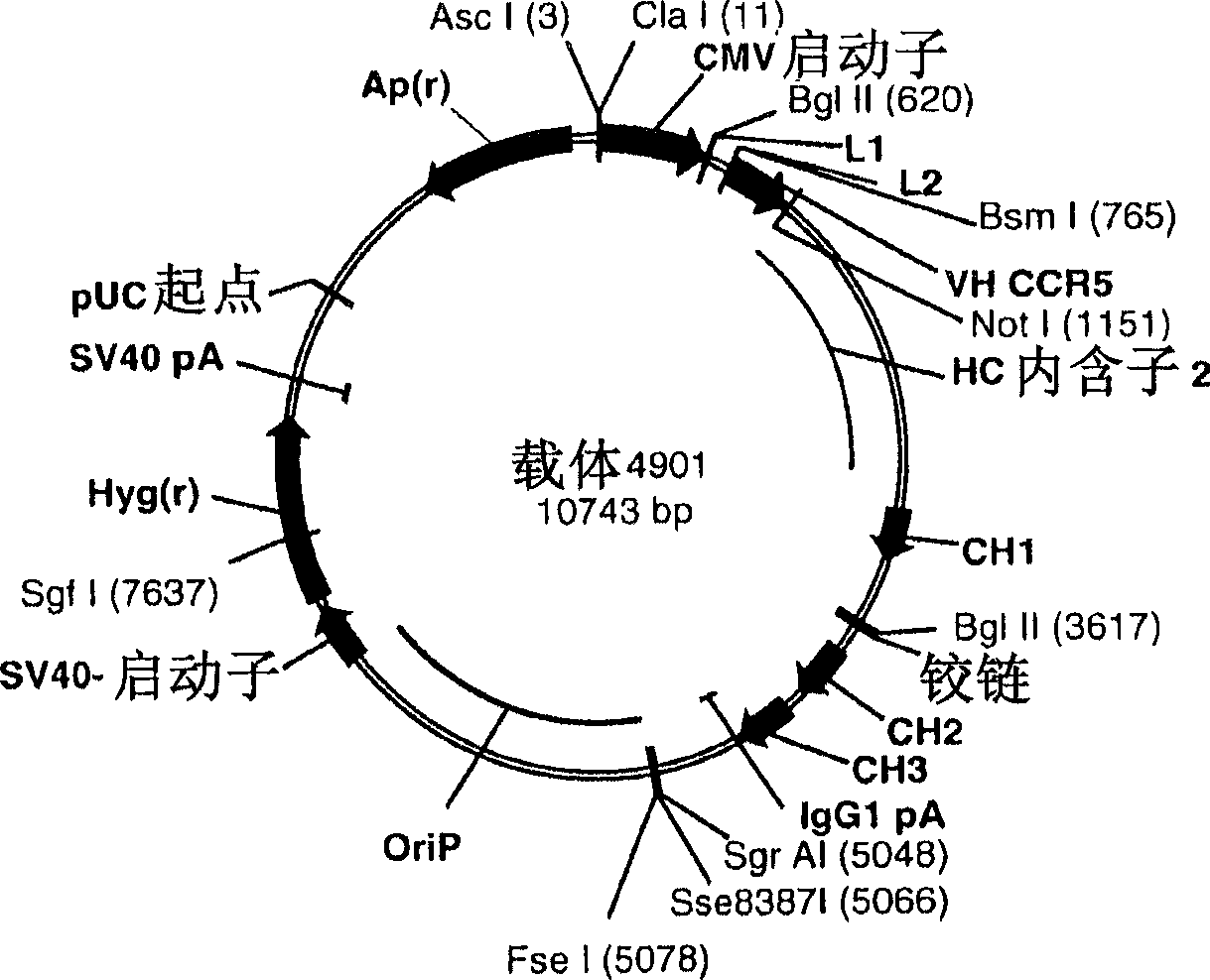 A conjugate of an antibody against CCR5 and an antifusogenic peptide