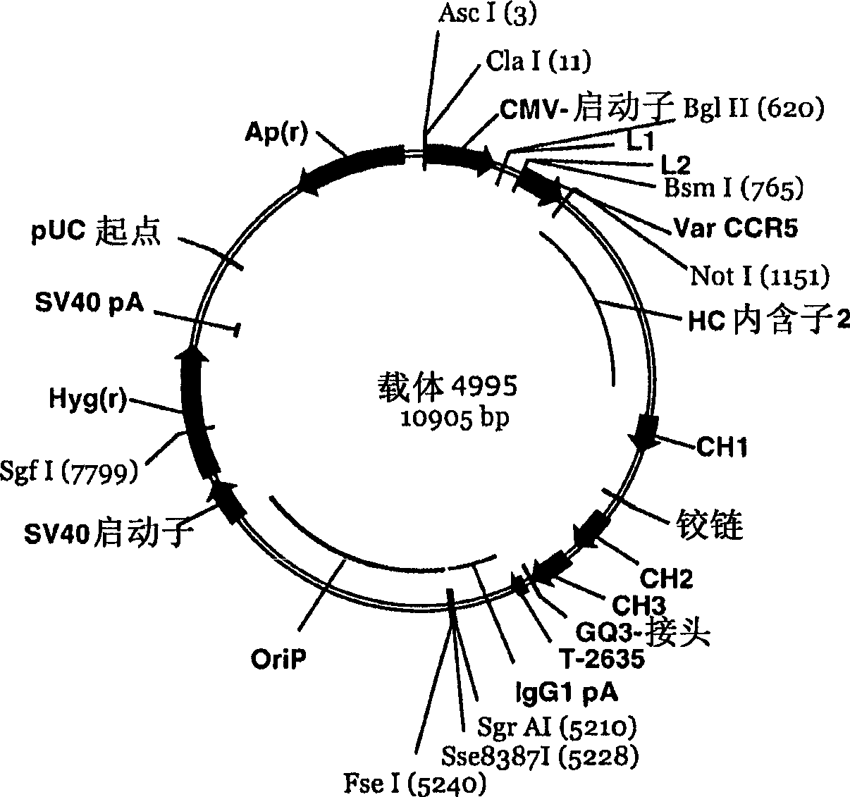 A conjugate of an antibody against CCR5 and an antifusogenic peptide