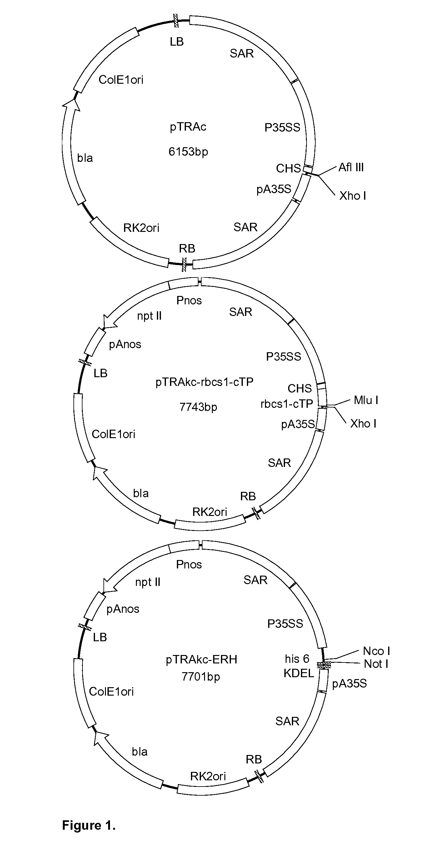 Expression of Proteins in Plants