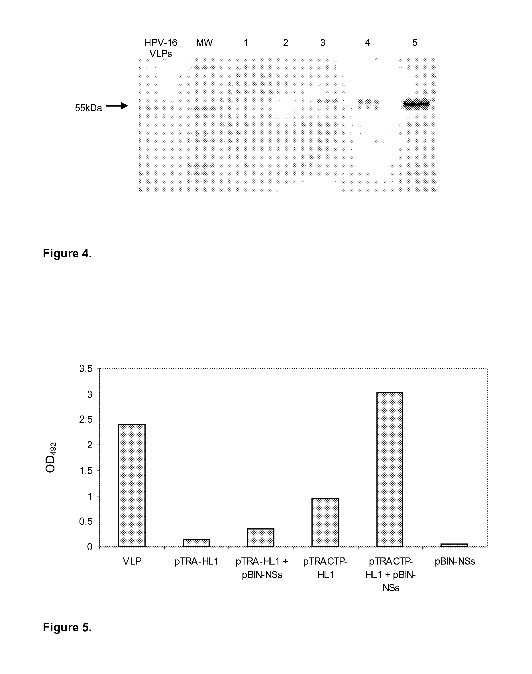 Expression of Proteins in Plants