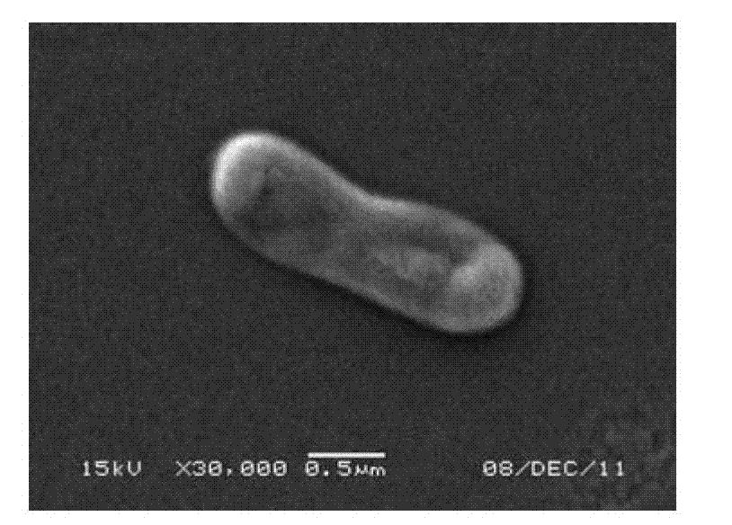 Ensiferadhaerens and application thereof