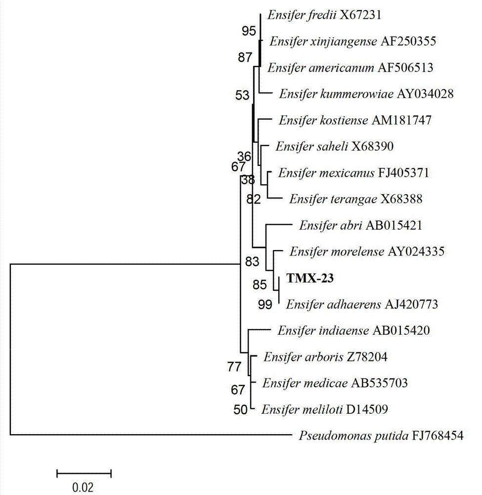 Ensiferadhaerens and application thereof