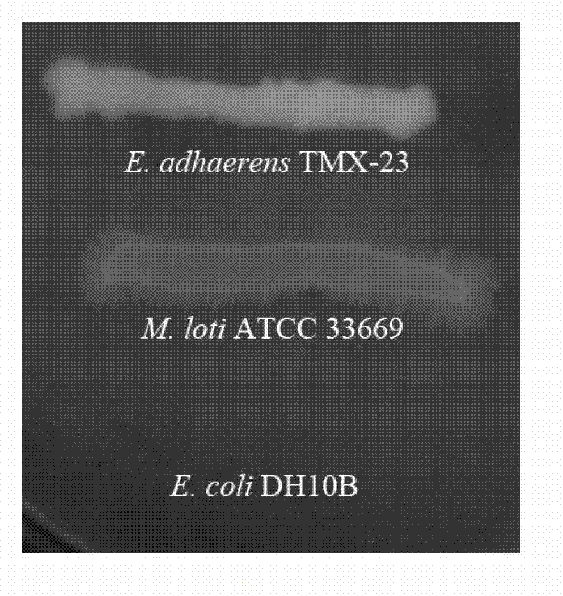 Ensiferadhaerens and application thereof