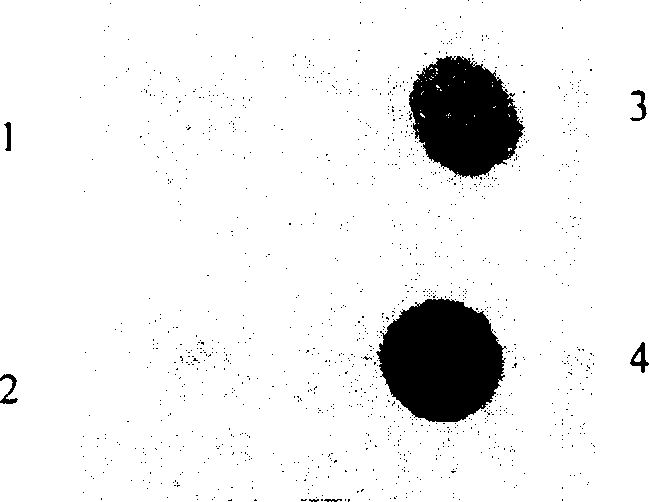 Method for expressing hepatitis C virus envelope protein E2 by mammal cell with high efficient secretion