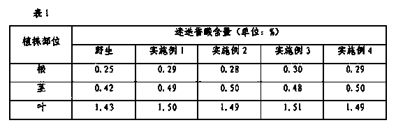 Sarcandra glabra cultivation method