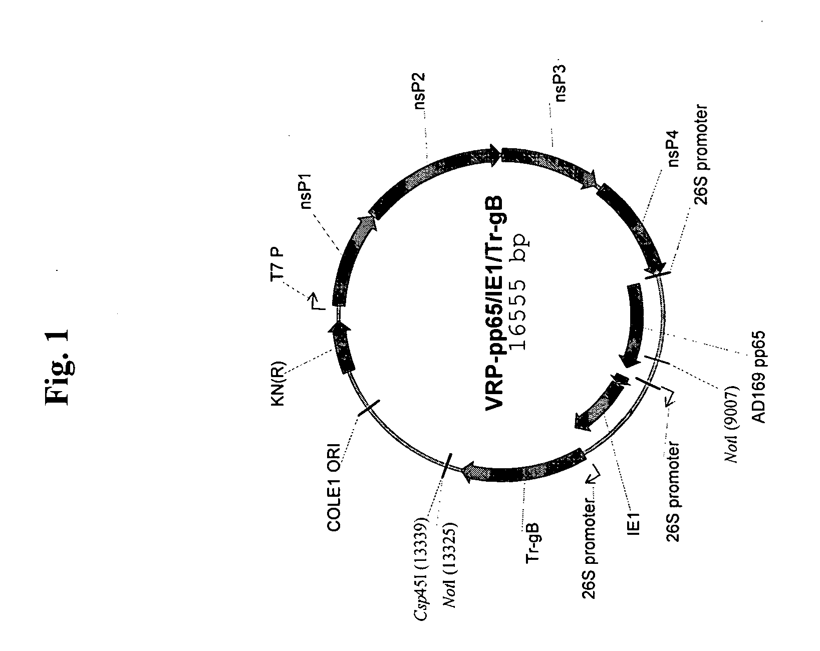 Alpha virus-based cytomegalovirus vaccines