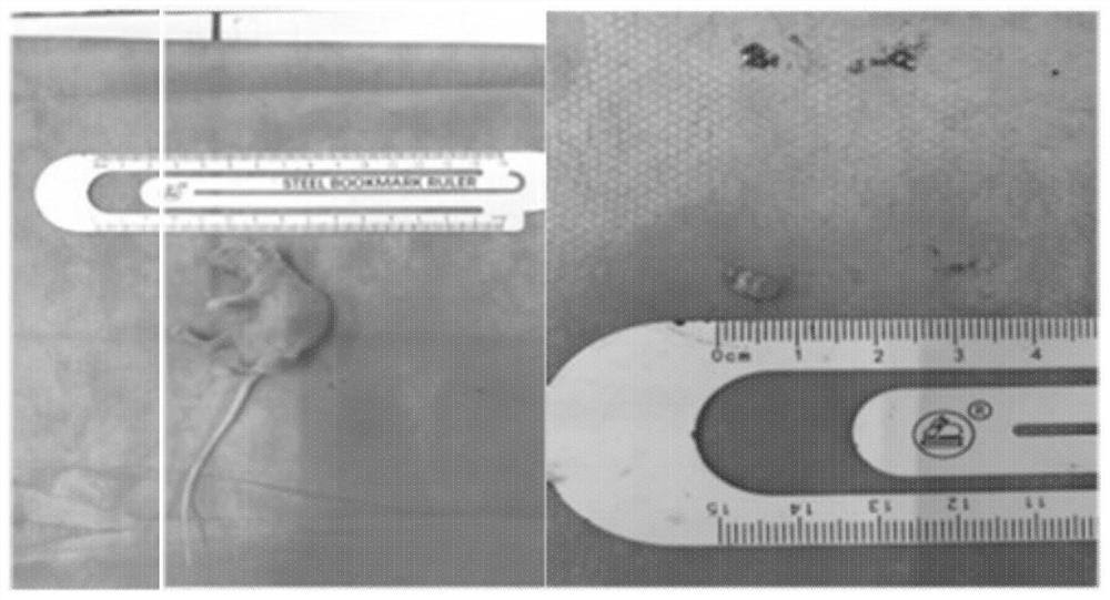 Animal eyeball pathological section manufacturing method