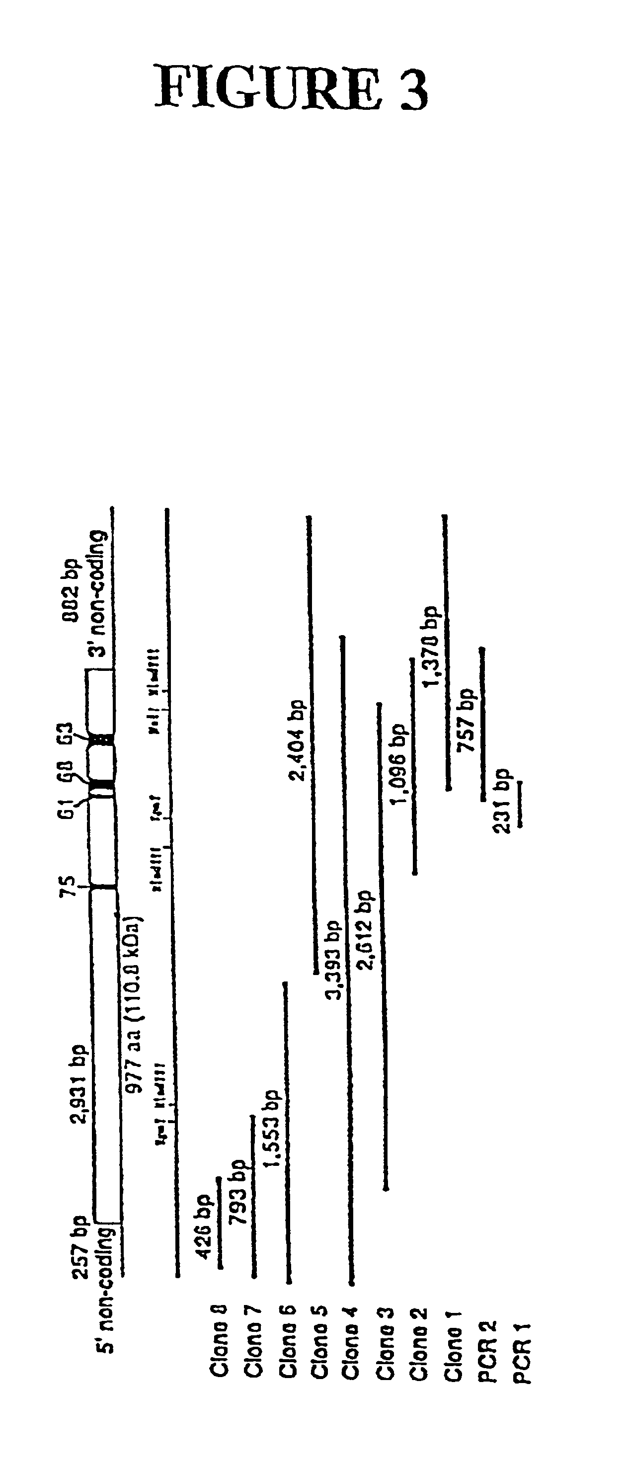 Genes encoding several poly(ADP-ribose) glycohydrolase (PARG) enzymes, the proteins and fragments thereof, and antibodies immunoreactive therewith