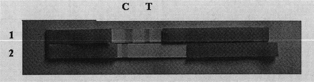 Kit for determining sex of sheep early embryo