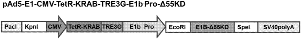 Conditionally replicating adenovirus vector for viral replication regulated by transcription inhibition type Tet-On system and application