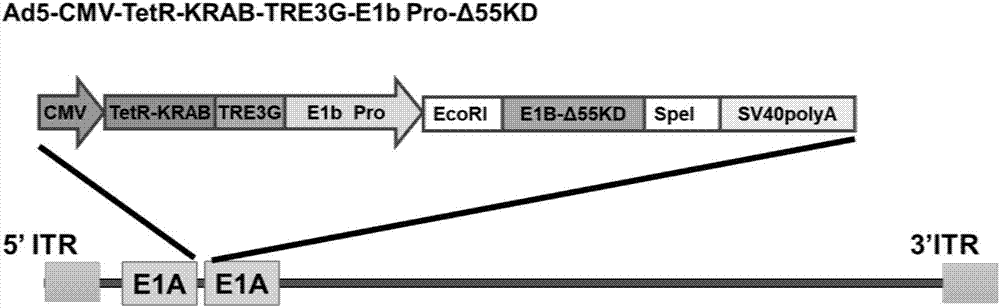 Conditionally replicating adenovirus vector for viral replication regulated by transcription inhibition type Tet-On system and application