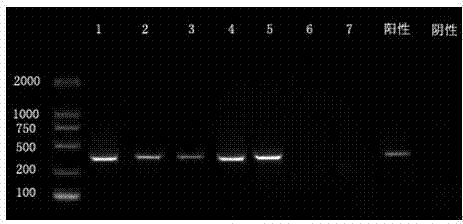 Genetic bar code detection kit of dermestidae insect