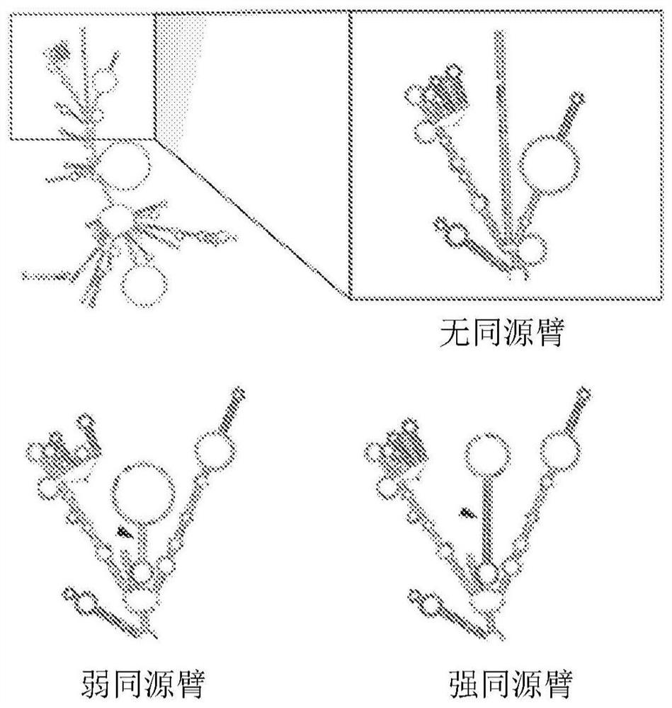 Circular RNA for translation in eukaryotic cells