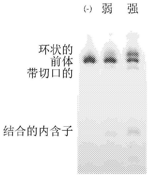 Circular RNA for translation in eukaryotic cells