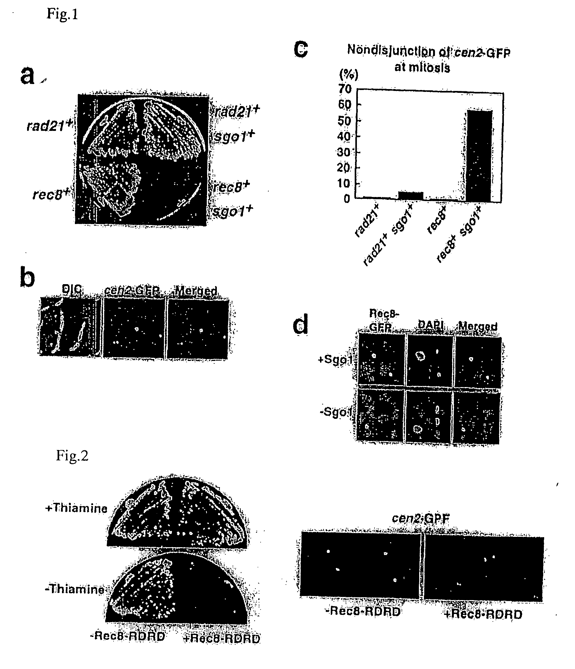 Novel centromeric protein shugoshin