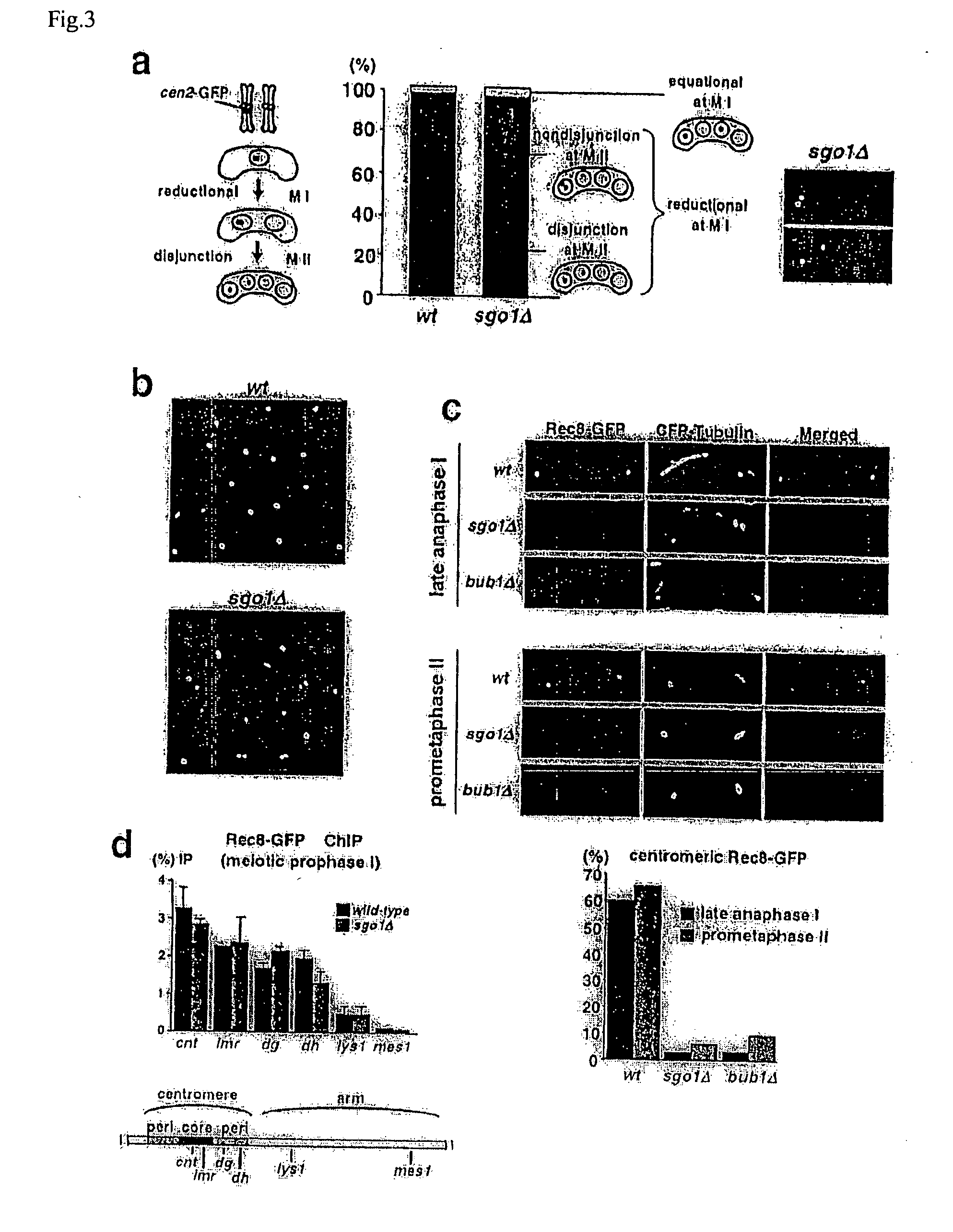 Novel centromeric protein shugoshin