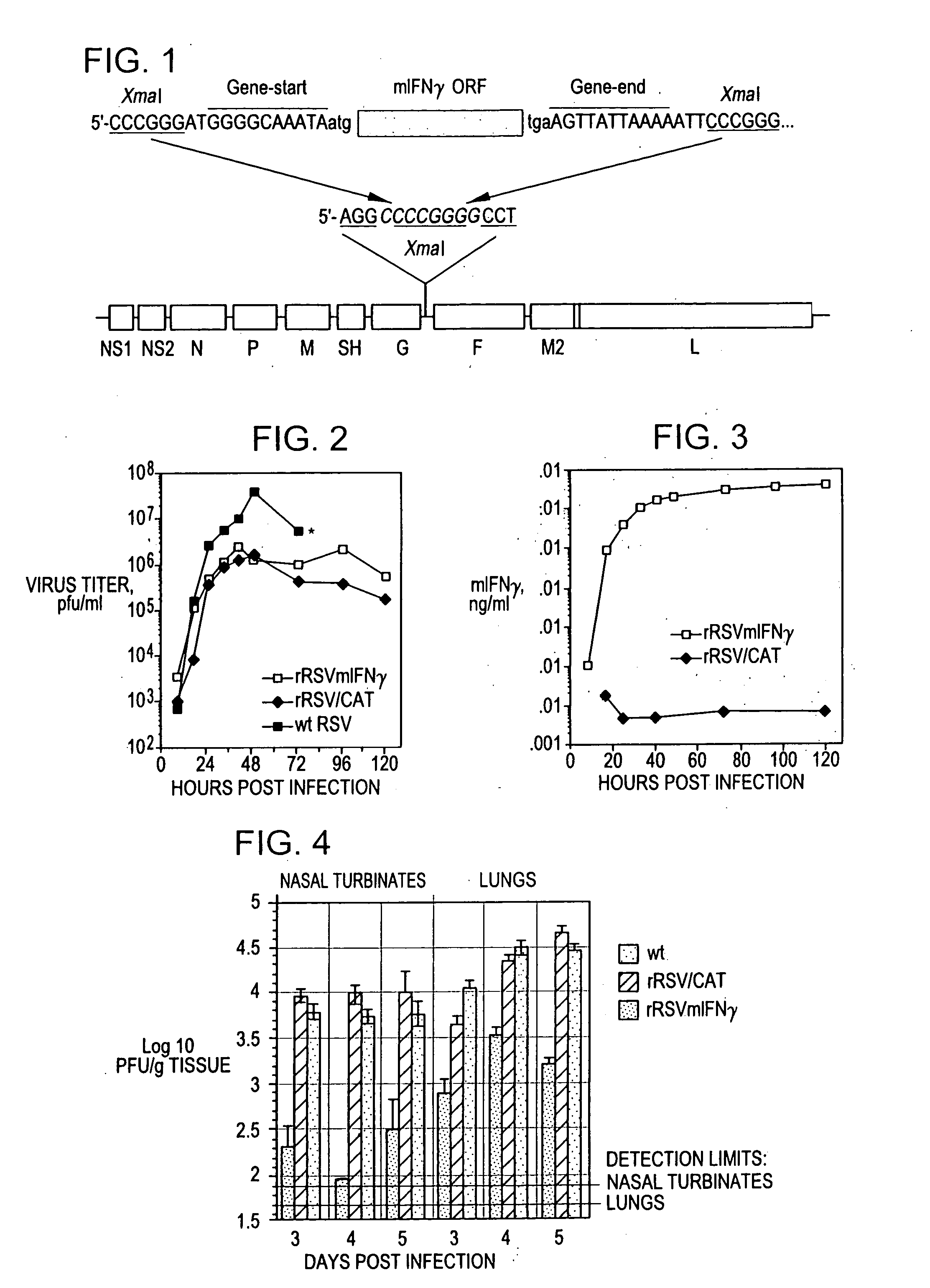 Production of recombinant respiratory syncytial viruses expressing immune modulatory molecules