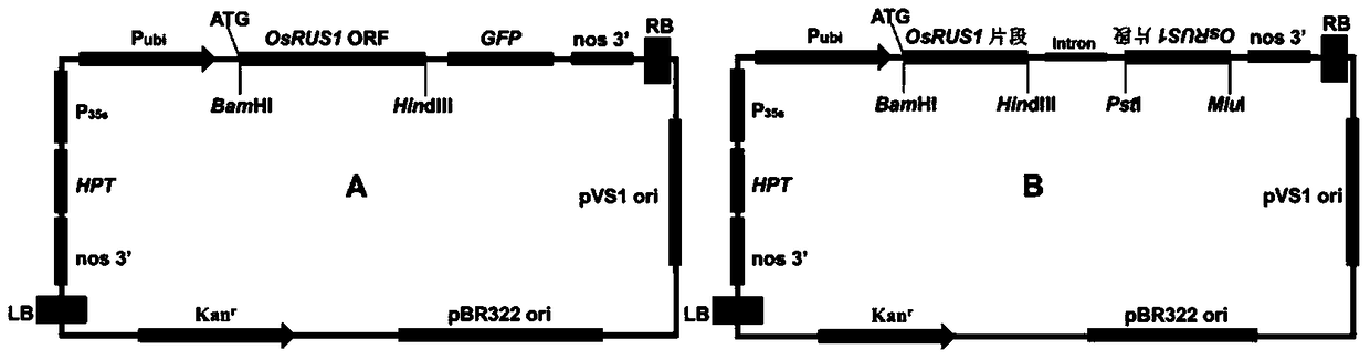 Application of osrus1 protein and its coding gene in controlling rice tiller angle and tiller number