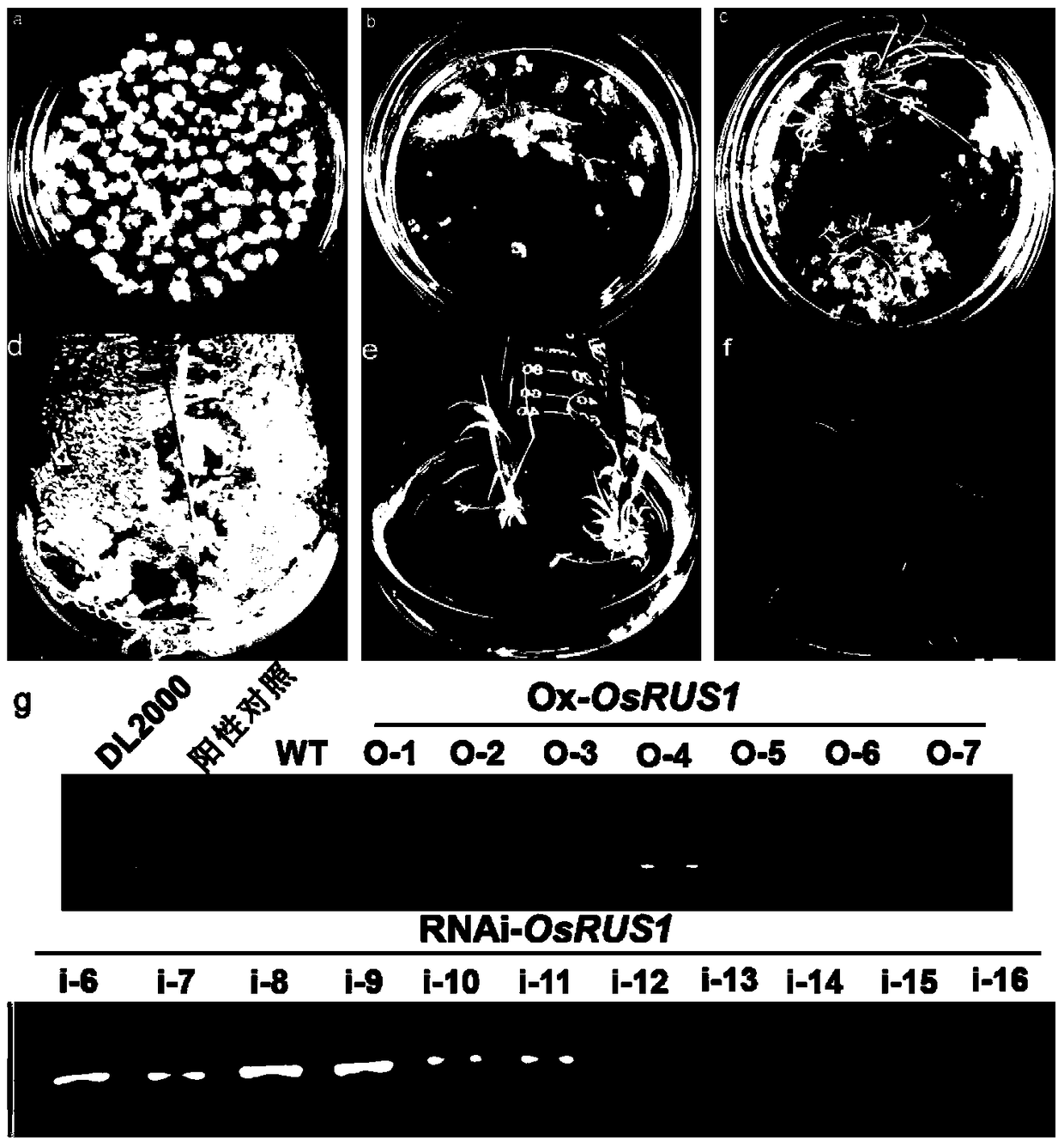 Application of osrus1 protein and its coding gene in controlling rice tiller angle and tiller number