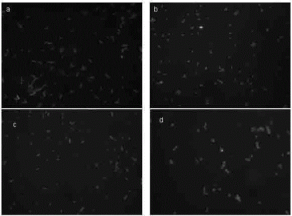 Quantitative detection method of live bacteria based on FISH technique