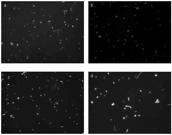 Quantitative detection method of live bacteria based on FISH technique