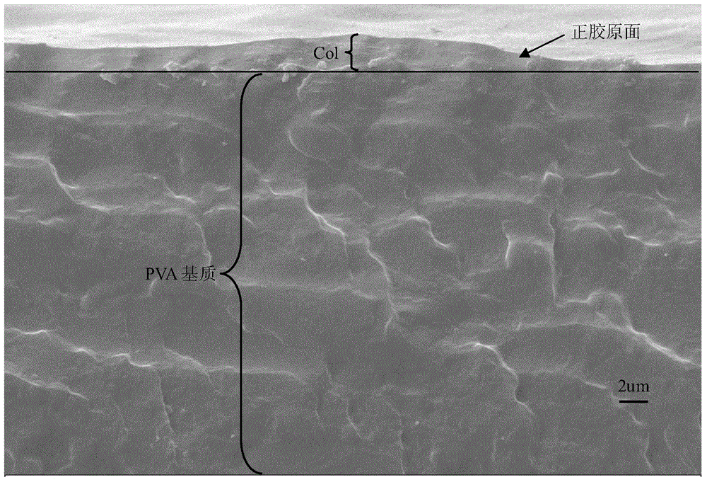 Modified polyvinyl alcohol cornea repair material with collagen in graded distribution and preparation method