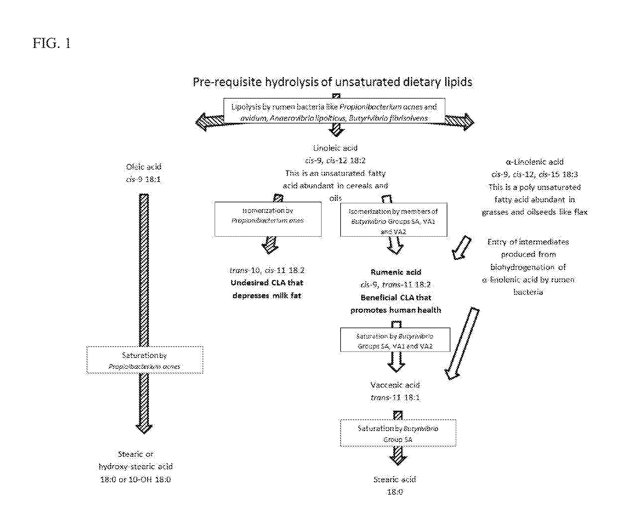 Reduced saturated fatty acid profiles of ruminants