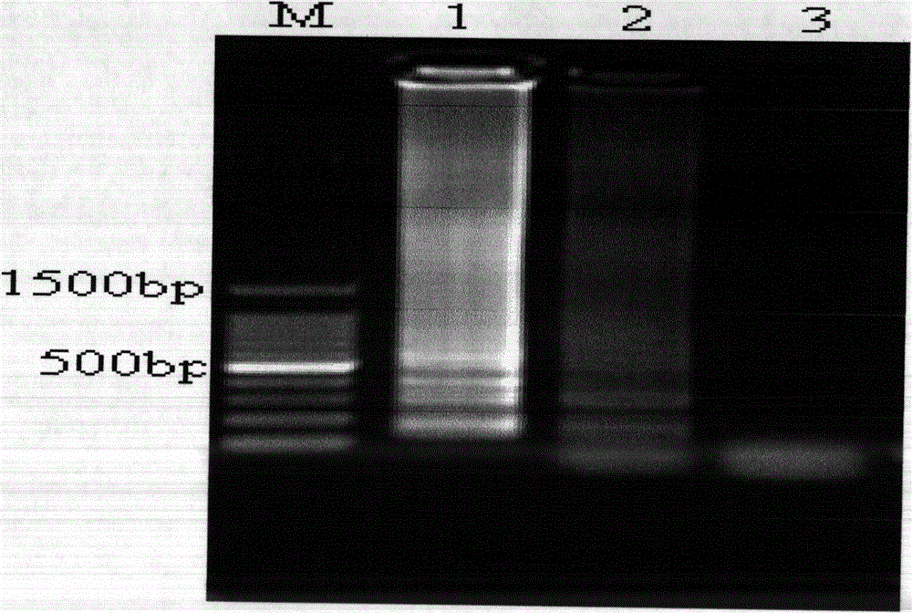 Lamp rapid detection method and kit for chytrid fungus